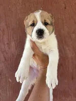 Ohara, a female Central Asian Shepherd for sale in Ash Fork, AZ – 2 of 6