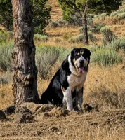 Prada, a female Central Asian Shepherd for sale in Ash Fork, AZ – 6 of 8