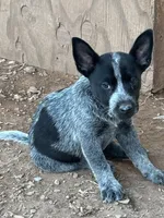 AKC Spark - TEXT FOR INFO (Wont respond to messages here), a female Australian Cattle Dog for sale in Ash Fork, AZ – 2 of 8