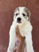Olympia, a female Central Asian Shepherd for sale in Ash Fork, AZ – 4 of 7