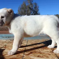 Ilduz - TEXT TO INQUIRE, a female Central Asian Shepherd for sale in Ash Fork, AZ – Photo 4 of 10