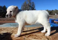 processed/0cead5de-3ba2-4245-b4ab-84300f790866/listing/1454e5b3-1322-46b0-bb79-d8427e2947fa/119e0b54-9857-4e77-83ae-cfec2433a574