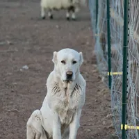 Ilduz - TEXT TO INQUIRE, a female Central Asian Shepherd for sale in Ash Fork, AZ – Photo 9 of 10