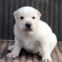 Ilduz - TEXT TO INQUIRE, a female Central Asian Shepherd for sale in Ash Fork, AZ – Photo 5 of 10