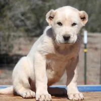 Ilduz - TEXT TO INQUIRE, a female Central Asian Shepherd for sale in Ash Fork, AZ – Photo 1 of 10