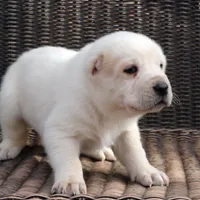 Ilduz - TEXT TO INQUIRE, a female Central Asian Shepherd for sale in Ash Fork, AZ – Photo 6 of 10