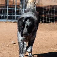 Ilduz - TEXT TO INQUIRE, a female Central Asian Shepherd for sale in Ash Fork, AZ – Photo 8 of 10