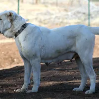 Ilduz - TEXT TO INQUIRE, a female Central Asian Shepherd for sale in Ash Fork, AZ – Photo 10 of 10
