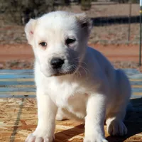 Ilduz - TEXT TO INQUIRE, a female Central Asian Shepherd for sale in Ash Fork, AZ – Photo 3 of 10