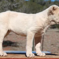 Ilduz - TEXT TO INQUIRE, a female Central Asian Shepherd for sale in Ash Fork, AZ – Photo 2 of 10