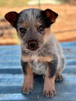 Liam, a male Australian Cattle Dog for sale in Ash Fork, AZ – 2 of 4