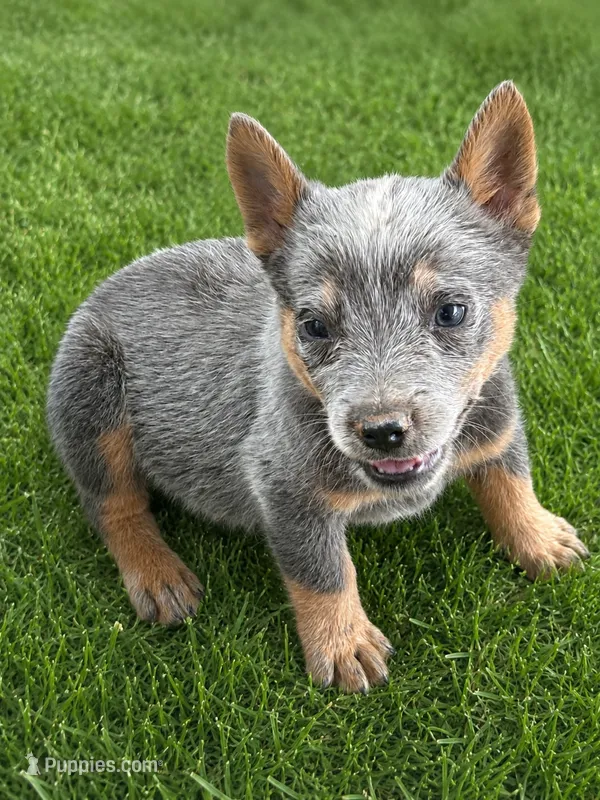 Levi – Australian Cattle Dog puppy for sale in Ash Fork, AZ