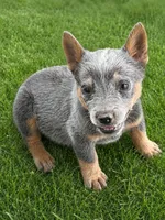 Levi, a male Australian Cattle Dog for sale in Ash Fork, AZ – 1 of 4