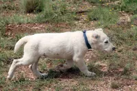 Naomi - TEXT FOR INFO (Wont respond to messages here), a female Central Asian Shepherd for sale in Ash Fork, AZ – 4 of 10