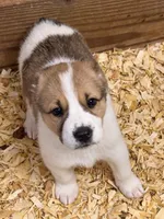Ohara, a female Central Asian Shepherd for sale in Ash Fork, AZ – 4 of 6