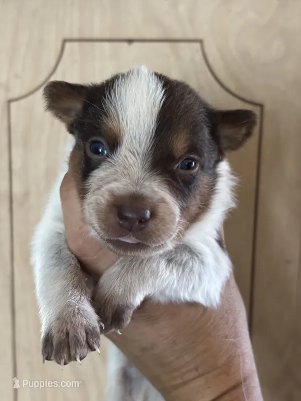 Larry – Australian Cattle Dog puppy for sale in Ash Fork, AZ
