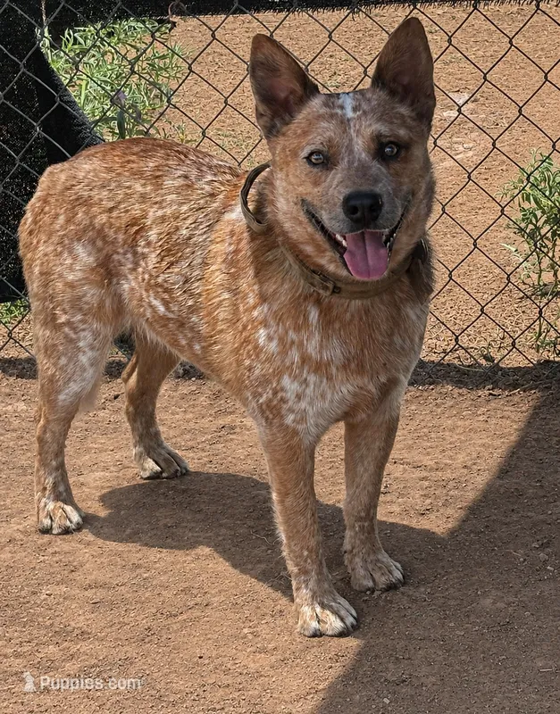 AKC Cinder - TEXT FOR INFO (Wont respond to messages here) – Australian Cattle Dog puppy for sale in Ash Fork, AZ