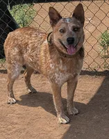 AKC Cinder - TEXT FOR INFO (Wont respond to messages here), a male Australian Cattle Dog for sale in Ash Fork, AZ – 1 of 2