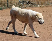 Jazmin, a female Central Asian Shepherd for sale in Ash Fork, AZ – 10 of 10
