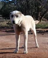 Drago, a male Central Asian Shepherd for sale in Ash Fork, AZ – Photo 1 of 9