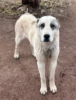 Drago, a male Central Asian Shepherd for sale in Ash Fork, AZ – Photo 7 of 9