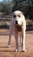 Drago, a male Central Asian Shepherd for sale in Ash Fork, AZ – Photo 4 of 9