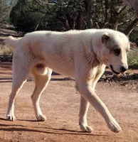 Drago, a male Central Asian Shepherd for sale in Ash Fork, AZ – Photo 6 of 9