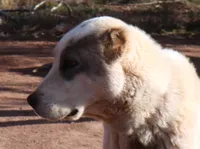 Drago, a male Central Asian Shepherd for sale in Ash Fork, AZ – Photo 2 of 9