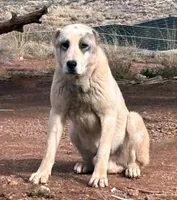 Drago, a male Central Asian Shepherd for sale in Ash Fork, AZ – Photo 3 of 9
