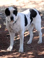 Drago, a male Central Asian Shepherd for sale in Ash Fork, AZ – Photo 8 of 9