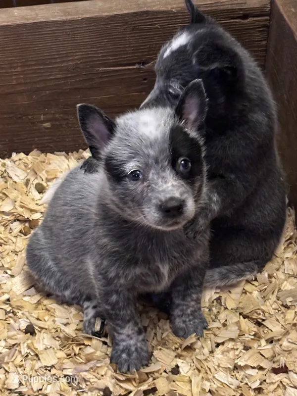 Leeroy – Australian Cattle Dog puppy for sale in Ash Fork, AZ
