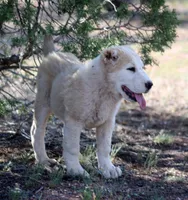Jazmin, a female Central Asian Shepherd for sale in Ash Fork, AZ – 5 of 10