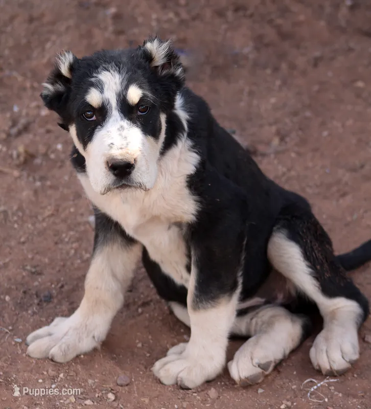 Kaishe – Central Asian Shepherd puppy for sale in Ash Fork, AZ