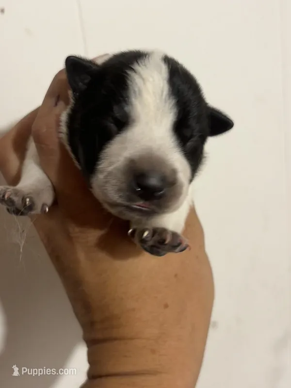 Cinder – Australian Cattle Dog puppy for sale in Ash Fork, AZ