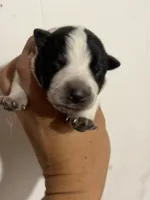 Cinder, a male Australian Cattle Dog for sale in Ash Fork, AZ – 1 of 2