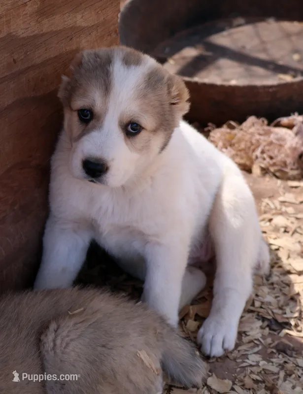 Olympia – Central Asian Shepherd puppy for sale in Ash Fork, AZ