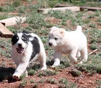 Baynak - TEXT TO INQUIRE , a female Central Asian Shepherd for sale in Ash Fork, AZ – Photo 6 of 7