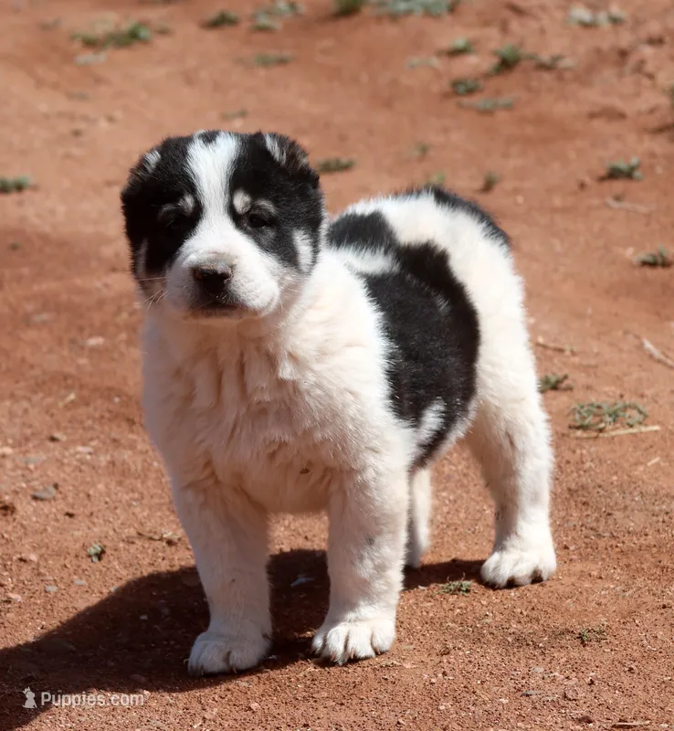 Baynak – Central Asian Shepherd puppy for sale in Ash Fork, AZ