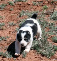 Baynak - TEXT TO INQUIRE , a female Central Asian Shepherd for sale in Ash Fork, AZ – Photo 4 of 7