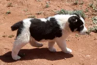 Baynak - TEXT TO INQUIRE , a female Central Asian Shepherd for sale in Ash Fork, AZ – Photo 2 of 7