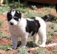Baynak - TEXT TO INQUIRE , a female Central Asian Shepherd for sale in Ash Fork, AZ – Photo 3 of 7