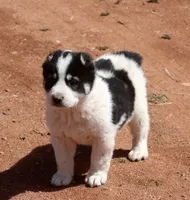 Baynak - TEXT TO INQUIRE , a female Central Asian Shepherd for sale in Ash Fork, AZ – Photo 5 of 7