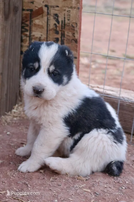 Baynak – Central Asian Shepherd puppy for sale in Ash Fork, AZ