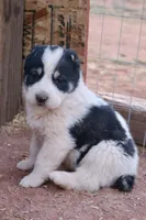 Baynak - TEXT TO INQUIRE , a female Central Asian Shepherd for sale in Ash Fork, AZ – Photo 7 of 7