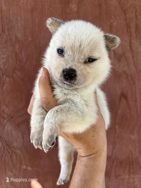 Nori AKC Red Female – Australian Cattle Dog puppy for sale in Ash Fork, AZ