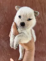 Nori AKC Red Female, a female Australian Cattle Dog for sale in Ash Fork, AZ – 1 of 3