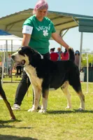 Prada, a female Central Asian Shepherd for sale in Ash Fork, AZ – 8 of 8