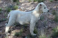 Barsa, a female Central Asian Shepherd for sale in Ash Fork, AZ – 3 of 9