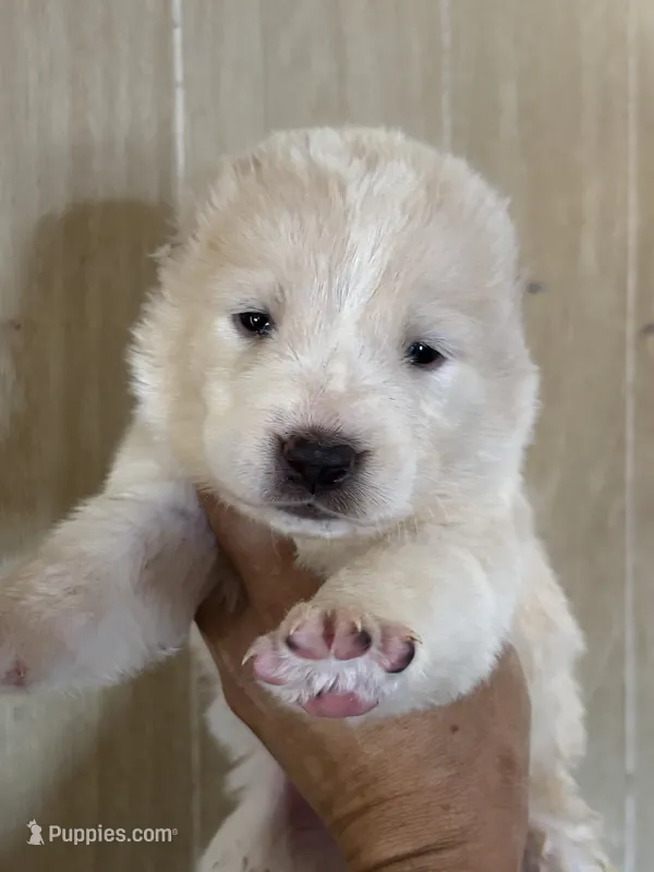 Naira – Central Asian Shepherd puppy for sale in Ash Fork, AZ