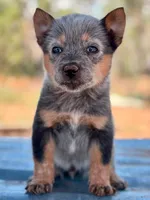 Lillian, a male Australian Cattle Dog for sale in Ash Fork, AZ – 2 of 4